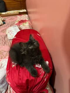 Persian