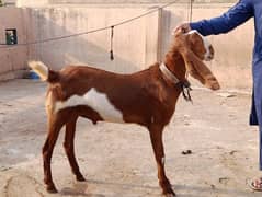 khan cattle farm healthy bakra