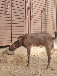 barbari Bakra