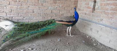 Blue shoulder peacock pair for sale