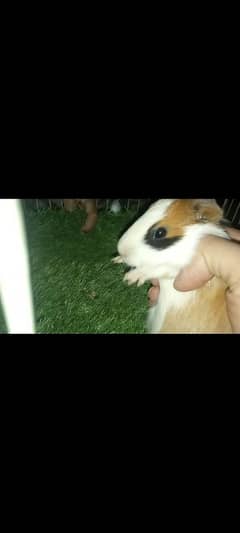 guinea pig