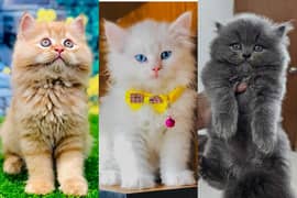 Persian Punch face triple coat cat Kitten