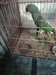 kashmiri parrot