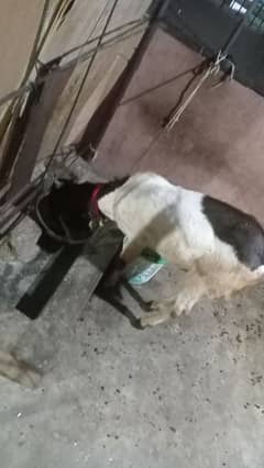 Ando Bakra for sale