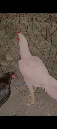 urgent sale low price
