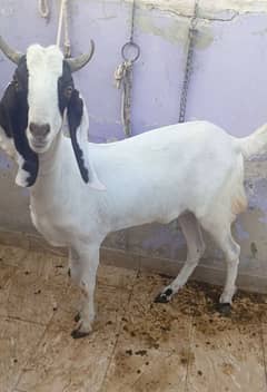 khasi
