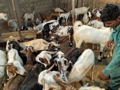 Bakra for sale goat for sale