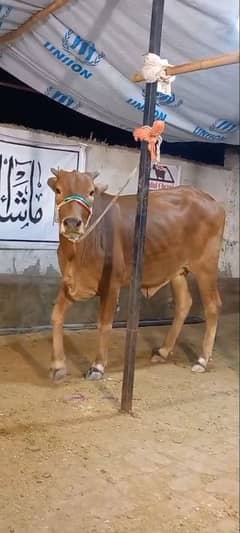 2 Dant bachiya 4 mann plus brown color