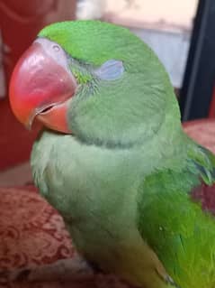 king size hand tamed pahadi parrot self feed