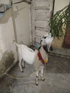 desi bakra