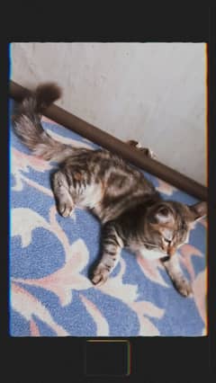 cat & his baby