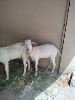 Bakra for sale in Gulshan e Iqbal jori ki 75 demand hai
