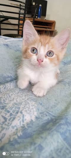 kittens on minimal charges