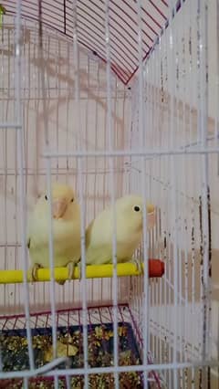 best pair