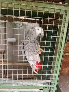African Grey Parrot Breeder Male