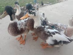 Duck male 3 available full breeder