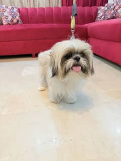 Shitzu dog