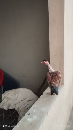 mianwali breed