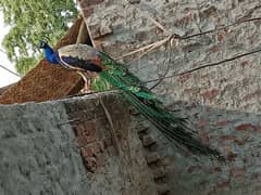 Blue shoulder peacock