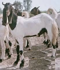Khassi nigar bakray Ghar ka palay huva Munasib rate