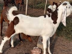 bakra donda for sale qurbani wale