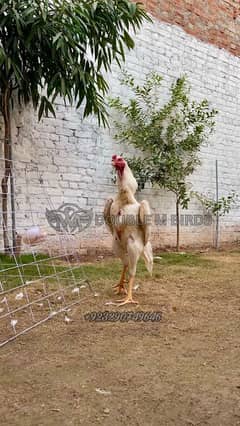 White O Shamo Chicks.