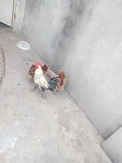 For sale
