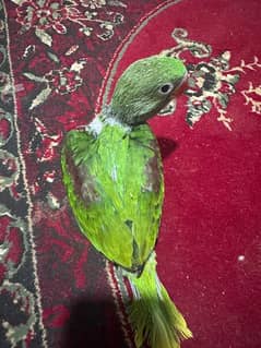 Raw parrot 1 chicks
