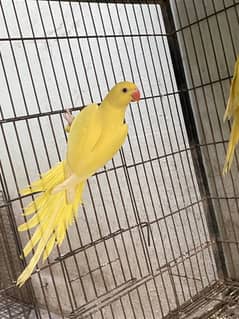 Yellow Ringneck Self Chicks