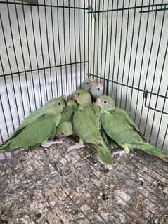 Green Ringneck Chicks