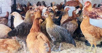 Golden Misri PATHI | Desi Murgi |Female chicks| egg hen Chuzay Murga