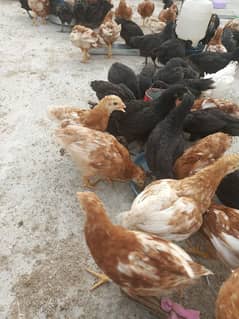 Lohman Brown Chicks for sale