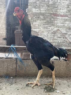 King Shamo Breeder Male