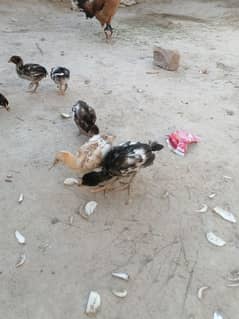 lasani aseel balck decar main wali aseel