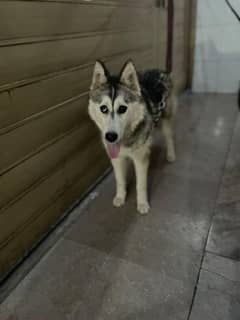 Siberian