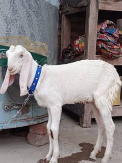 Rajanpuri Bakra FoR Sale Hay