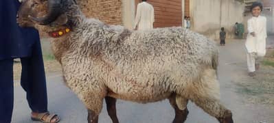 maindha | مینڈھا | dumba | Qurbani Goat | Bakra | Sheep | bakra