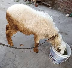sheep ( bhed ) chatrra for sale
