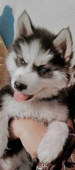 Husky