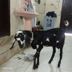 bakra