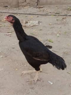 bohat mazay ke hens ha Bhai