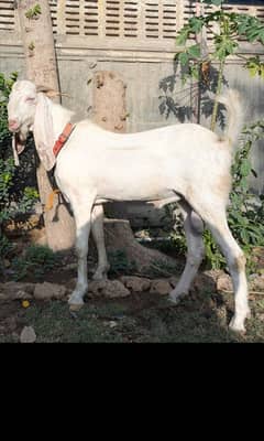 GULABI GOAT