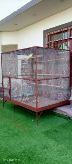 big colony cage
