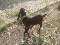 goat kid