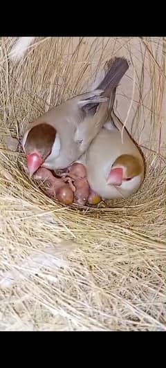 fawn java | grey java | white java | chicks | java chicks