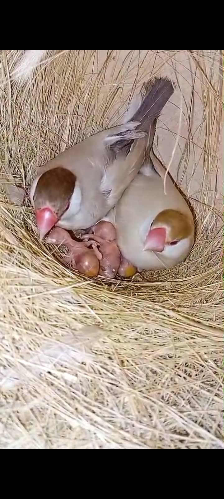 fawn java | grey java | white java | chicks | java chicks 0