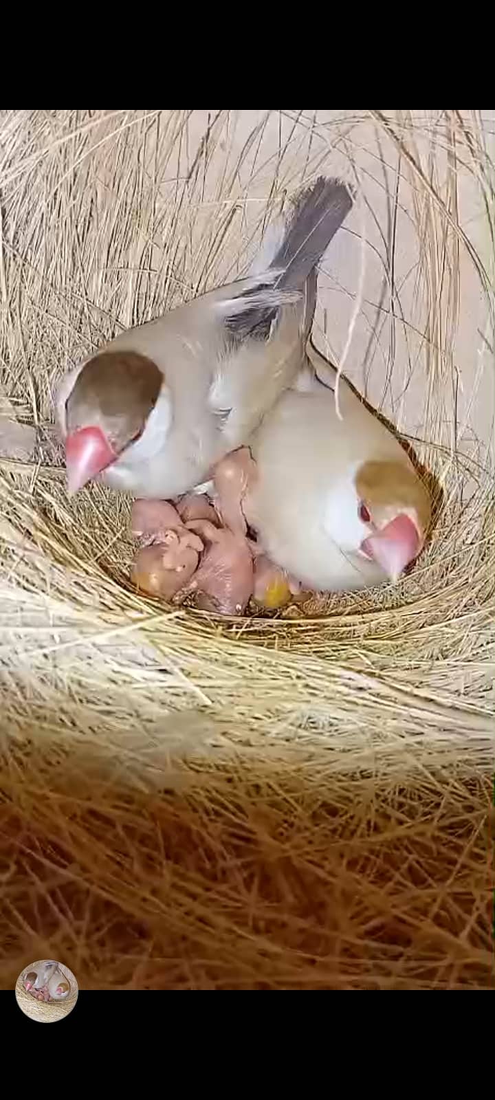 fawn java | grey java | white java | chicks | java chicks 1