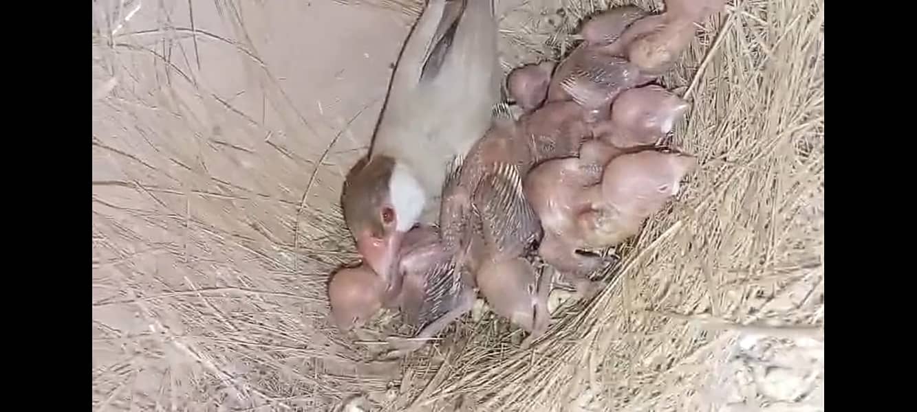 fawn java | grey java | white java | chicks | java chicks 2