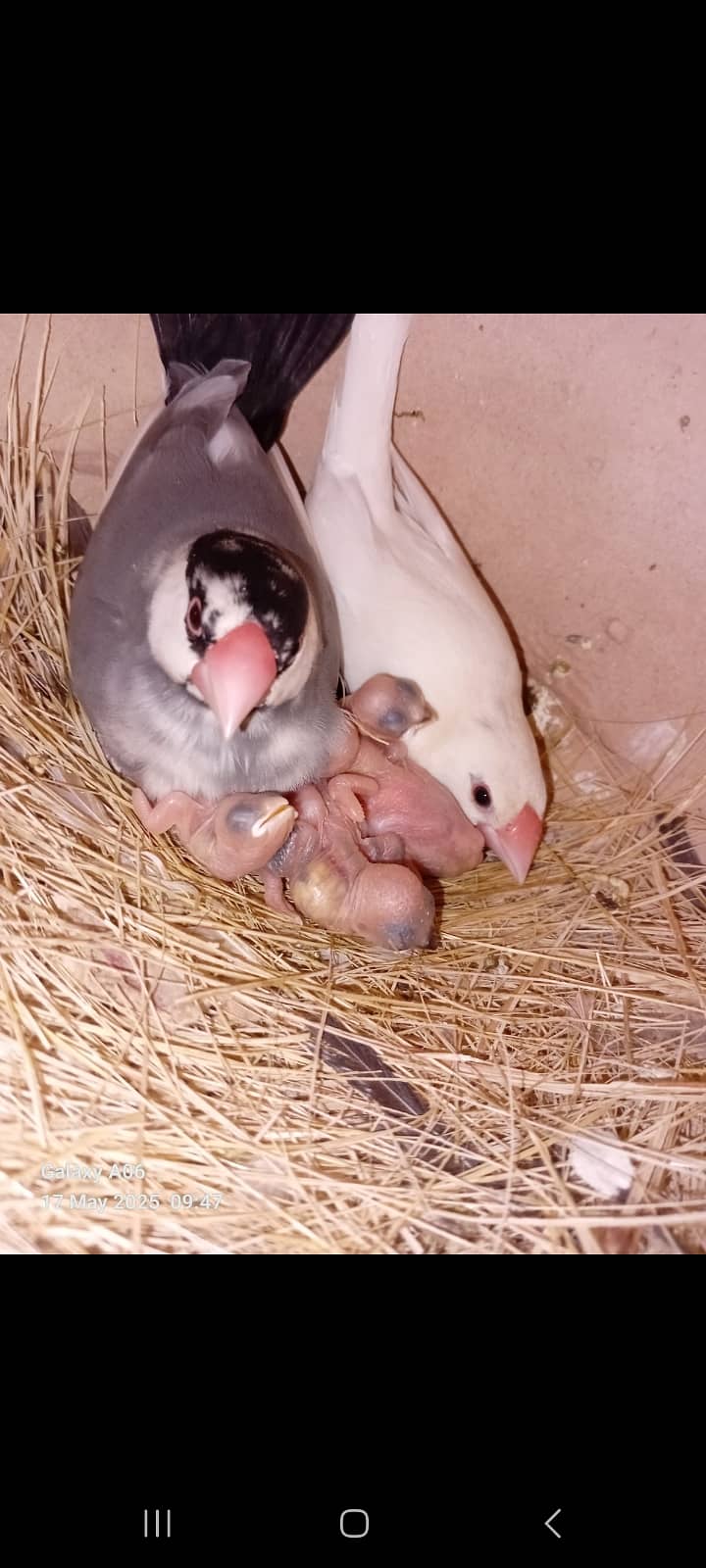 fawn java | grey java | white java | chicks | java chicks 3
