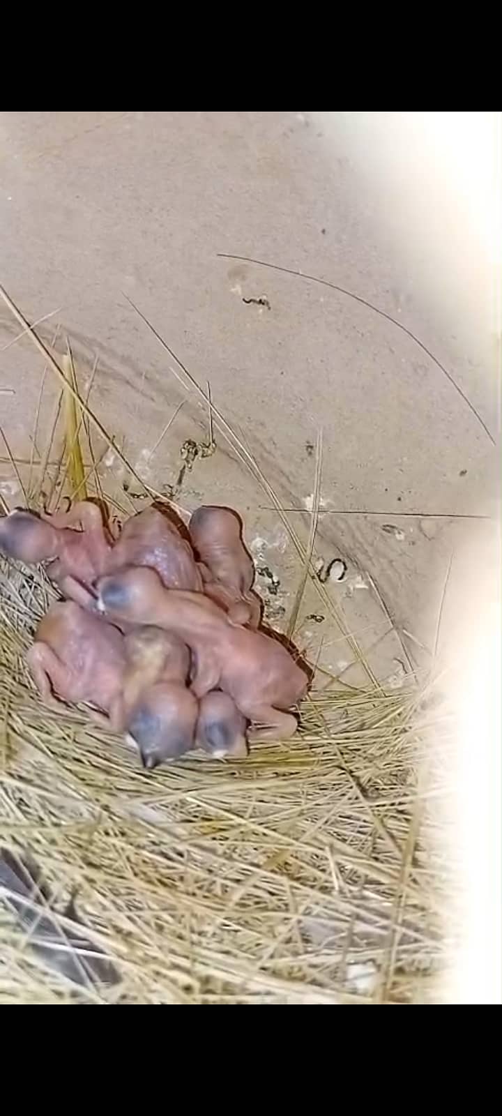fawn java | grey java | white java | chicks | java chicks 4